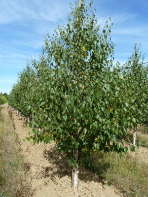 BETULA albosinensis 'Fascination'