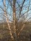 BETULA nigra