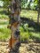 BETULA nigra