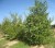 BETULA nigra