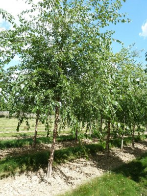 BETULA nigra