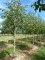 BETULA nigra