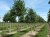BETULA nigra