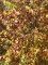 BETULA nigra