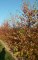 BETULA nigra