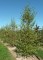 BETULA nigra