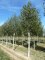 BETULA utilis