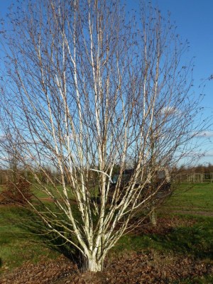 BETULA utilis