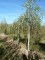 BETULA verrucosa (pendula) 'Youngii'