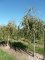 BETULA verrucosa (pendula) 'Youngii'