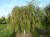 BETULA verrucosa (pendula) 'Youngii'