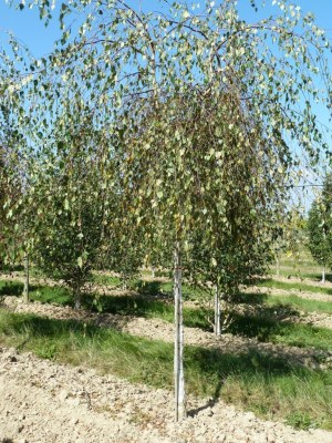 BETULA verrucosa (pendula) 'Youngii'