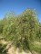 BETULA verrucosa (pendula) 'Youngii'