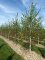 BETULA verrucosa (pendula, alba)