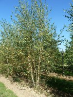 BETULA verrucosa (pendula, alba)