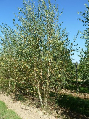 BETULA verrucosa (pendula, alba)