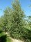 BETULA verrucosa (pendula, alba)