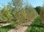 BETULA verrucosa (pendula, alba)