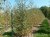 BETULA verrucosa (pendula, alba)