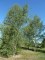 BETULA verrucosa (pendula, alba)
