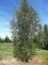 BETULA verrucosa (pendula, alba)