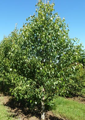 BETULA albosinensis "Fascination"