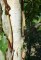 BETULA albosinensis 'Fascination'