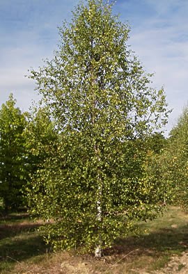 BETULA verrucosa (pendula, alba)