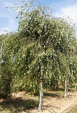 BETULA verrucosa (pendula) 'Youngii'