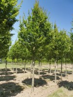 CARPINUS betulus 'Albert Beeckman'