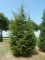 CEDRUS libanii