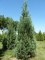 SEQUOIADENDRON giganteum 'Glaucum'