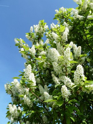 PRUNUS padus