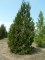 CALOCEDRUS decurrens (Libocedrus)
