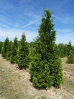 CALOCEDRUS decurrens (Libocedrus)