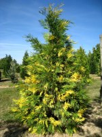 CALOCEDRUS decurrens 'Aureovariegata'