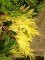 CALOCEDRUS decurrens 'Aureovariegata'