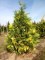 CALOCEDRUS decurrens 'Aureovariegata'