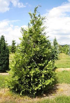 CALOCEDRUS decurrens (Libocedrus)