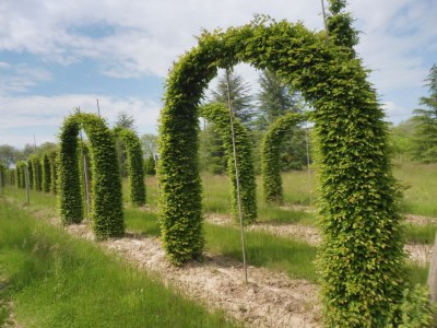 CARPINUS betulus arcade