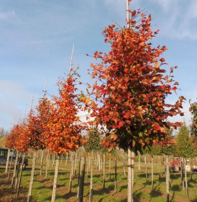 CARPINUS betulus Rockhampton Red 'Lochglow' 