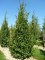 CARPINUS betulus 'Frans Fontaine'