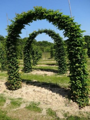 CARPINUS betulus arcade