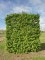 CARPINUS betulus