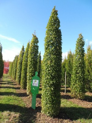 CARPINUS betulus colonne
