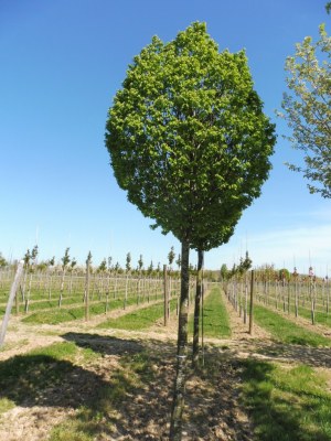 CARPINUS betulus Columnaris