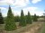CARPINUS betulus