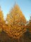 CARPINUS betulus 'Fastigiata'