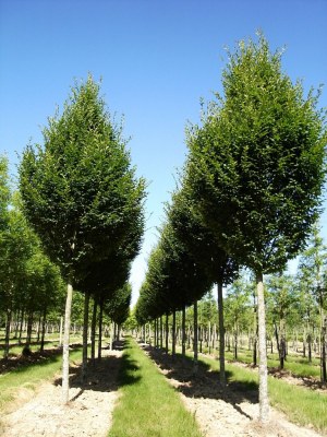 CARPINUS betulus 'Fastigiata'