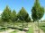 CARPINUS betulus 'Frans Fontaine'